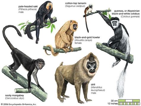 capuchins are similar to the earliest primates